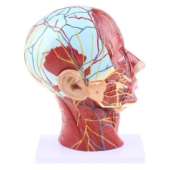 Анатомическая половина головы Анатомия лица Медицинская срединный разрез шеи St