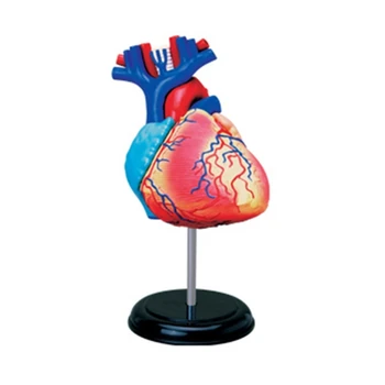 Съемная анатомическая модель сердца человека в натуральную величину