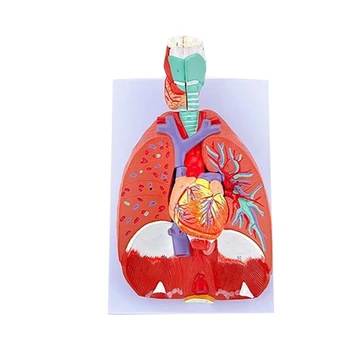 Анатомическая модель горла сердца и легких для изучения легких, медицинская лекция, демонстрирующая детали системы трахеи легких