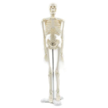 45 см Анатомическая модель скелета человека Плакат Учебное пособие Анатомическая модель скелета человека