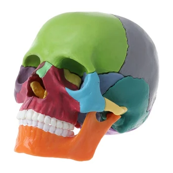 15 шт. /компл. Разобранная модель черепа, Цветная Анатомическая модель Черепа, Съемный учебный инструмент