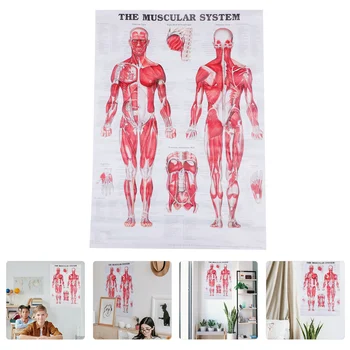 Мышечная Система Человека Диаграмма Анатомии Системы Плаката График Тело, Плакат