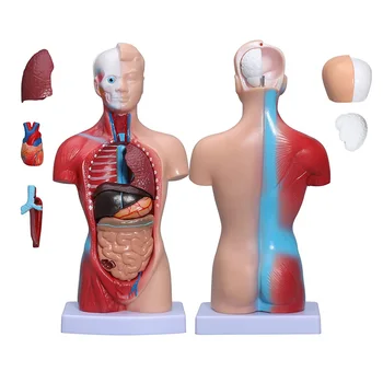 Модель анатомии человеческого туловища с 15 съемными частями-Сердце, скелет висцерального мозга, Учебное пособие для медсестер в медицинской школе