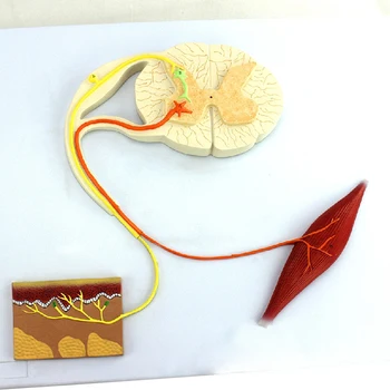 Модель Рефлекторной Дуги Медицинского Нерва человека Центральный нерв Проводит Психологические Нервы