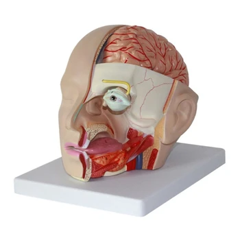 Анатомическая модель головы человека J6PA, анатомическая модель мозговой артерии черепа, съемная анатомическая модель головы человека для больницы